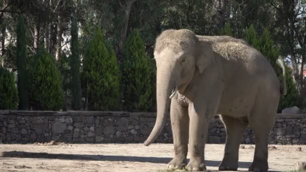 Zeer Mooie Elephant Instinct Beelden — Stockvideo