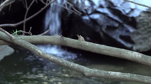 Sehr Schöner Wasserlauf Hinter Baumzweigen — Stockvideo