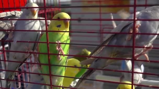 Πολύ Ωραίο Βίντεο Από Parakeet — Αρχείο Βίντεο