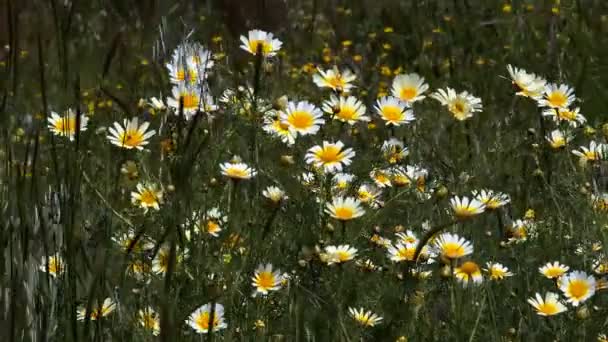 Κίτρινα Λουλούδια Λικνίζονται Στον Άνεμο — Αρχείο Βίντεο