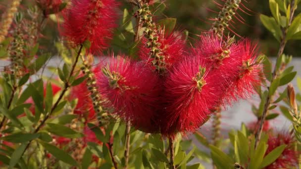 Callistemon Citrinus和蜜蜂的足迹 — 图库视频影像