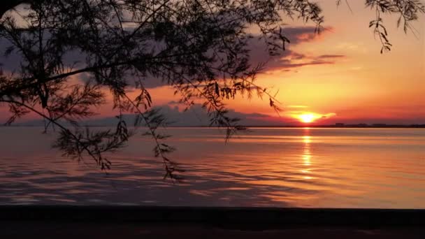 完美的红海落日 绿叶缠绵 — 图库视频影像