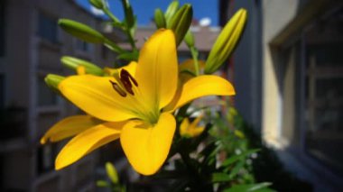 Cüce Zambaklar Balkon Görüntüsünde.