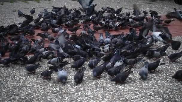 Taubenschwarm Fliegt Und Läuft Auf Betonboden — Stockvideo