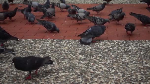 Rebanho Pombos Voando Andando Chão Concreto — Vídeo de Stock