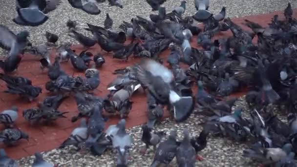 Bandada Palomas Volando Caminando Sobre Suelo Hormigón — Vídeos de Stock