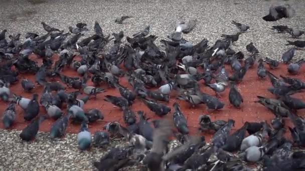 Taubenschwarm Fliegt Und Läuft Auf Betonboden — Stockvideo