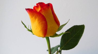 Güzel gül sarı ve kırmızı