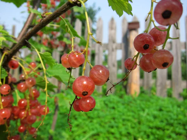 Frenk üzümü berry makro çekim
