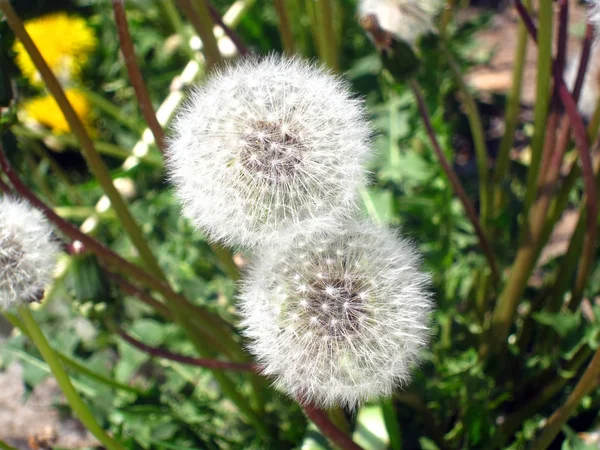 Beyaz dandelions makro çekim