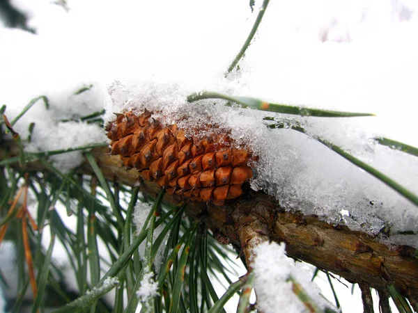 Fir Cone Snow — Stock Photo, Image
