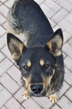 Evsiz yalnız tek köpek