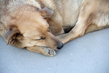 Evsiz yalnız tek köpek