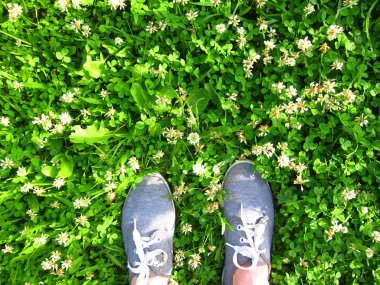 Bir yonca ve yeşil çim ayakta