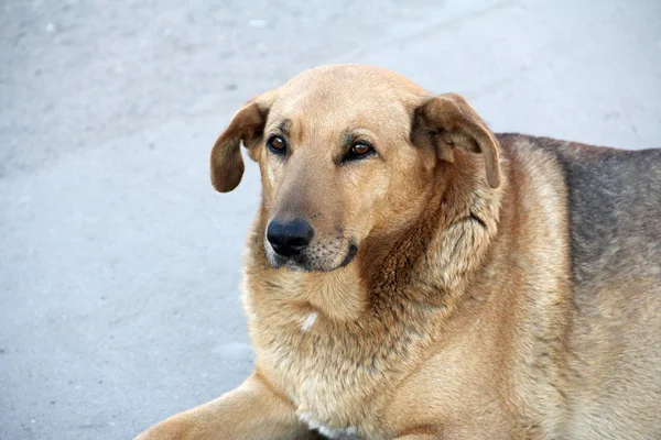Evsiz yalnız tek köpek
