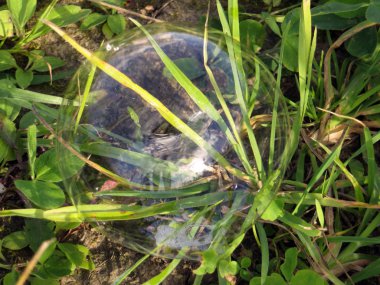 Sabun köpüğü yeşil çim