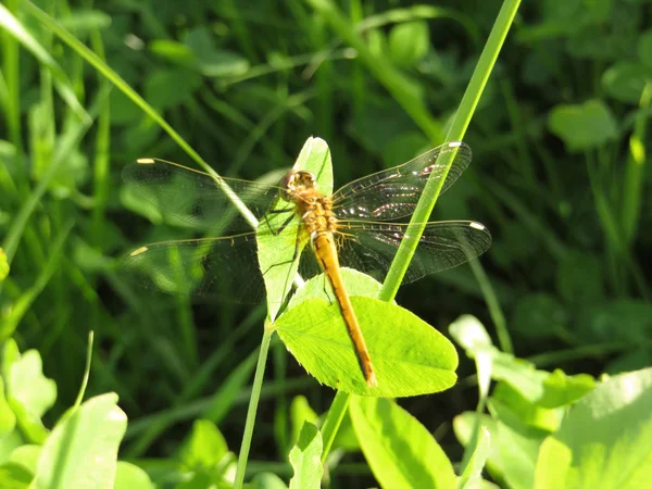 Dragonfly Letní Zelené Trávy — Stock fotografie