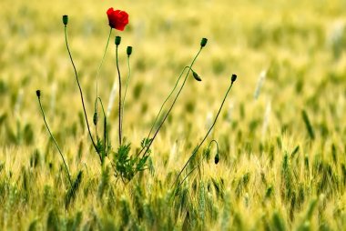 Altın bir alanda yalnız Dede