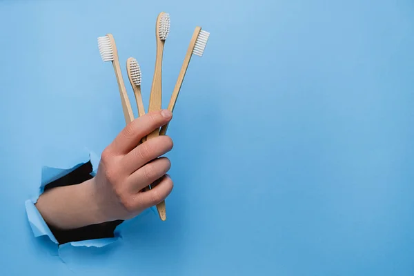 Mano femenina sosteniendo cepillos de dientes ecológicos de bambú a través de una pared de papel azul desgarrado. Cuidado dental y concepto ecológico y de reutilización. Copiar el espacio a un lado para su contenido publicitario — Foto de Stock