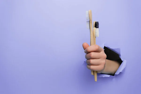 Female hand holding bamboo eco toothbrushes through a torn purple paper wall. Dental care and Eco friendly and reuse concept. Copy space aside for your advertising content — Stock Photo, Image