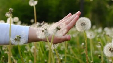 El bakımı, tanınmaz halde küçük bir anaokulu kızının yaz parkında karahindiba ile oynaması. Küçük çocuk doğanın tadını çıkarıyor ve keşfediyor. Seçici odaklanma. Yavaş çekim