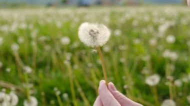 Gün batımında parkta karahindiba üfleyen neşeli genç kadın portresi. Neşeli kız yaz haftasonunda doğanın tadını çıkarıyor. Seçici odaklanma. Yavaş çekim