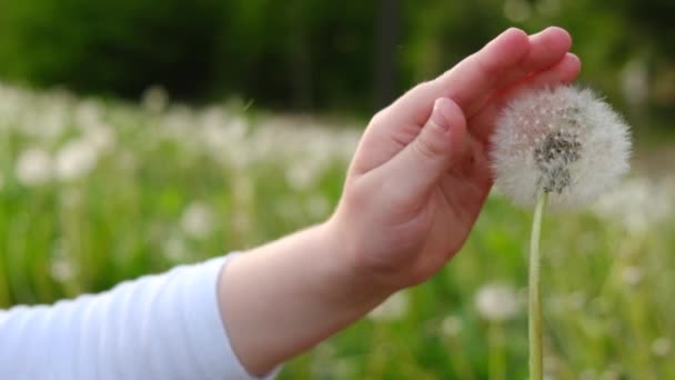 Retrato Una Hermosa Niña Preescolar Linda Jugando Soplando Diente León — Vídeos de Stock