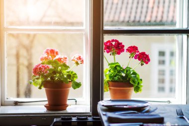 Güzel saksı vasıl belgili tanımlık pencere ile yumuşak ışık 