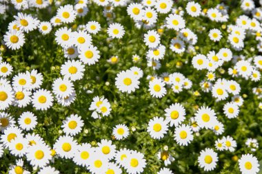 Bahçedeki güzel beyaz papatya çiçekleri