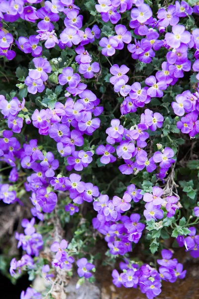 庭に咲く美しい紫色の花 — ストック写真