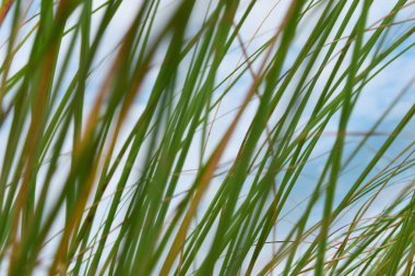 Çim bulanıklık arka plan gökyüzü parlaklık yaz aylarında.