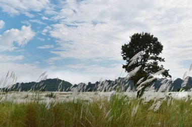Dağ çayır arka plan ve bahar parlak gökyüzü.