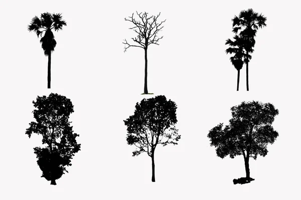 Illustration avec silhouette d'arbre isolé sur fond blanc — Photo