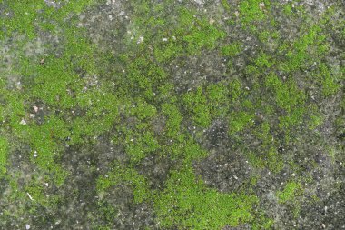 Üstten Görünüm duvar arka plan olduğunu ıslak ve daha az ışık, yosun dolu.