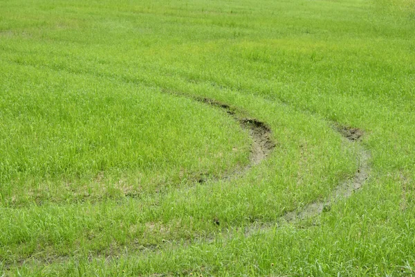 Gröna gräsbevuxna ljusa bakgrund, det är en kurva att plöja. — Stockfoto