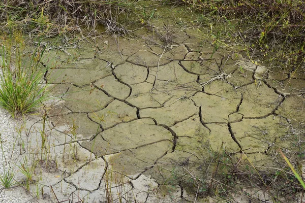 El suelo en el pantano seco agrietado, rodeado de plantas tratando de encontrar agua . — Foto de Stock