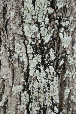 Mantar ve kırık ağacı ile portre yüzey.