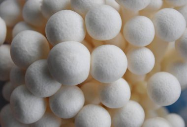 Arka plan en iyi görünümü kapatmak shimeji mantar .