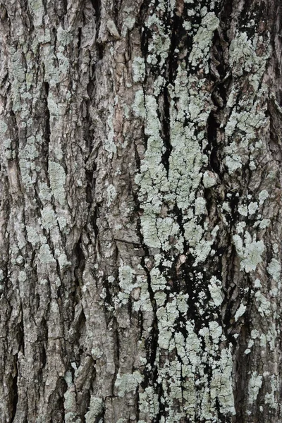 Surface rapprochée avec champignon et arbre fissuré . — Photo