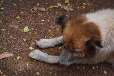 Kahverengi köpek terk , Bu korkmuş aç ve yalnız hissettim.