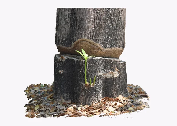 Close-up op de stronk of zaailing groeit in de kofferbak van de centrum van de oude boom. — Stockfoto