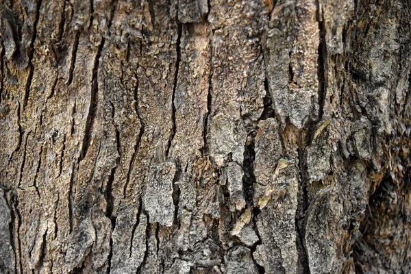 Fondo de textura de corteza de árbol con vejez . —  Fotos de Stock