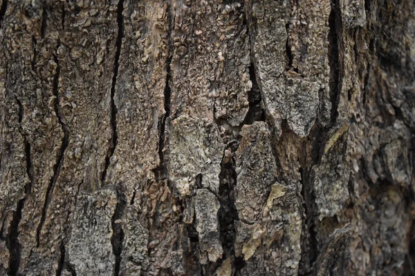 Comprend diverses formes d'écorce d'arbre  . — Photo