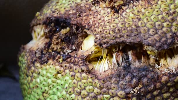 Flying Insects Swarm Jack Fruit Rot Tropical Fruit Sweet Flavor — Stock Video