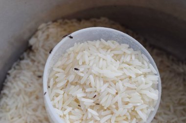 Tayland pirinç organik böcekler kadar Muhafazası için.
