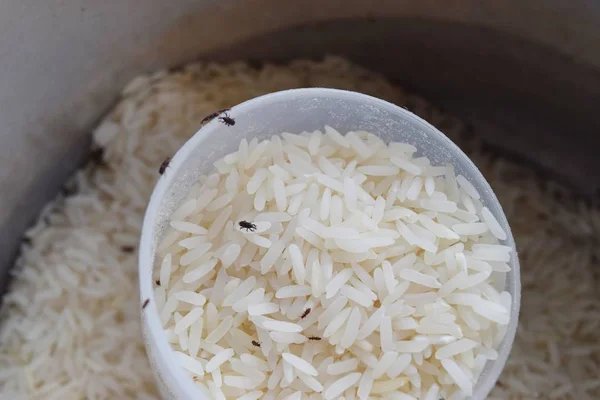 What Happens to Your Body If You Eat Weevil-Infested Rice?