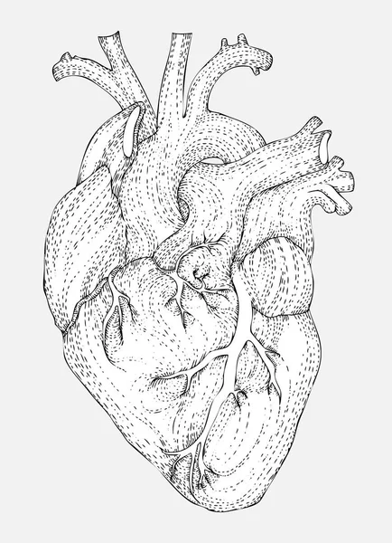 Valentinstag Nahtlose Muster Mit Realistischen Menschlichen Herzen Handgezeichnete Vektor Illustration — Stockvektor
