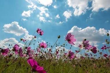 pembe cosmos alan ve gökyüzü