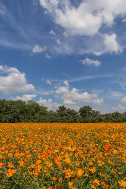 Turuncu cosmos alan ve gökyüzü 