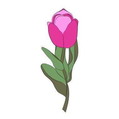 Pembe Lale. Vektorovaya resimde. Bahar, Festival buket